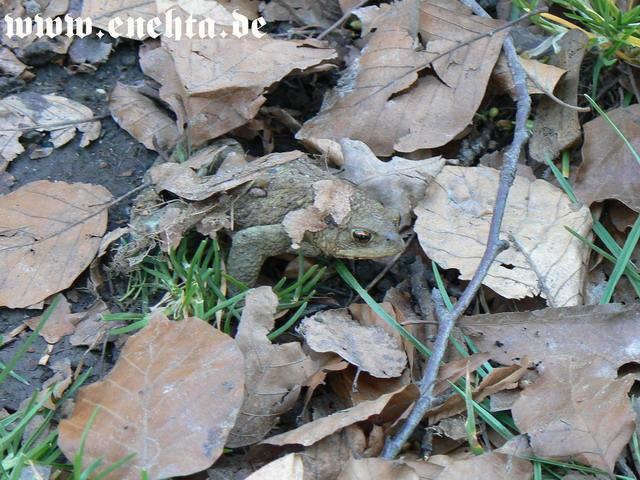 NanDungortheb-Zeit der Pruefung-512.jpg